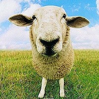 动物卖萌可爱头像-让我们与好心情为伴