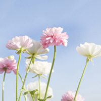 植物的头像,开心网头像,QQ头像