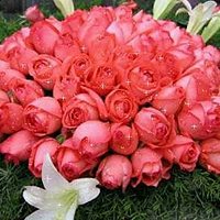 静物花卉头像,豆瓣头像,QQ头像