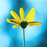 小清新头像,豆瓣头像,QQ头像