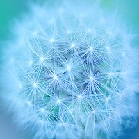 花朵头像,开心网头像,QQ头像