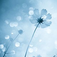 美丽的头像,微信头像,QQ头像