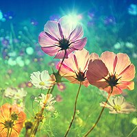 清新的头像,人人头像,QQ头像