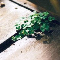 绿色头像,人人头像,QQ头像