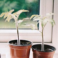 植物的头像,开心网头像,QQ头像