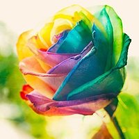 花朵头像,人人头像,QQ头像