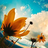 植物的头像,开心网头像,QQ头像