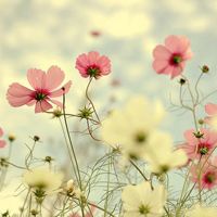 QQ小清新的唯美头像