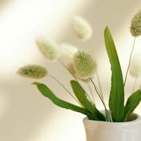 QQ小清新的唯美头像