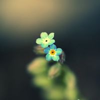 小清新头像、QQ头像