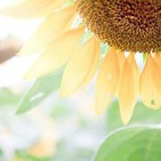 微信头像 所谓爱情-相伴