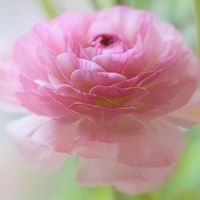 QQ小清新的唯美头像