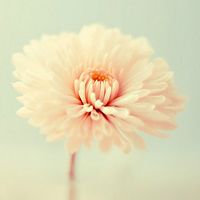 小清新头像、QQ头像