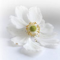 唯美小清新头像