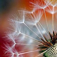 唯美小清新头像