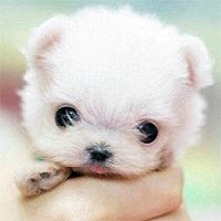 卖萌头像,微信头像,QQ头像