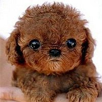 狗狗头像,豆瓣头像,QQ头像