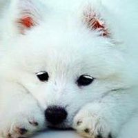 宠物动物头像,空间头像,QQ头像