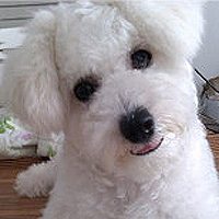 汪星人头像,人人头像,QQ头像