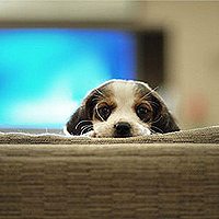 小狗的头像,微博头像,QQ头像