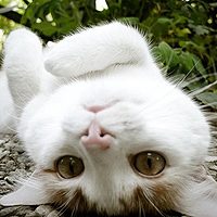 宠物动物头像,空间头像,QQ头像