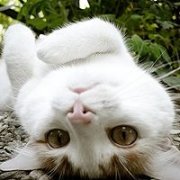 微信头像 亲爱的你听到我声声的牵念了吗