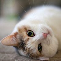 喵星人头像,人人头像,QQ头像