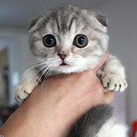 卖萌头像,微信头像,QQ头像