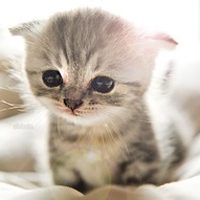 猫猫头像,豆瓣头像,QQ头像