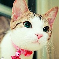 可爱头像,开心网头像,QQ头像