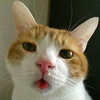 小猫猫的头像,微博头像,QQ头像