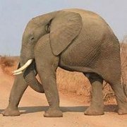 微信头像 没脖子神兽图片疯传