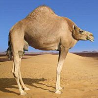 没脖子神兽头像,Q空间头像,QQ头像