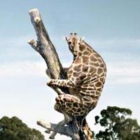 没脖子神兽微信头像,豆瓣头像,QQ头像