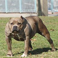 没脖子神兽图片,人人头像,QQ头像