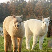 没脖子神兽头像,开心网头像,QQ头像