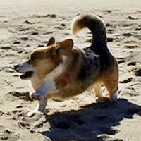 没脖子神兽可爱头像,微博头像,QQ头像