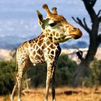 没脖子神兽图片,微信头像,QQ头像