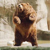 没脖子神兽头像,Q空间头像,QQ头像