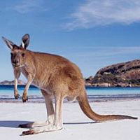 没脖子神兽微信头像,豆瓣头像,QQ头像