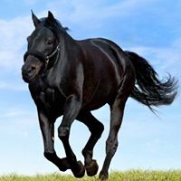 没脖子神兽图片,人人头像,QQ头像