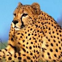 没脖子神兽可爱头像,微博头像,QQ头像