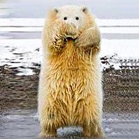 没脖子神兽图片,微信头像,QQ头像