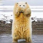 微信头像 没脖子神兽头像