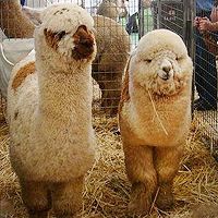 没脖子神兽头像,Q空间头像,QQ头像