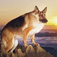 没脖子神兽图片,人人头像,QQ头像