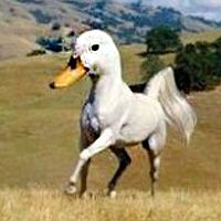 没脖子神兽微信头像,豆瓣头像,QQ头像