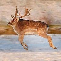 没脖子神兽头像,开心网头像,QQ头像