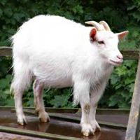 没脖子神兽可爱头像,微博头像,QQ头像