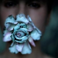 蓝色康乃馨头像,开心网头像,QQ头像